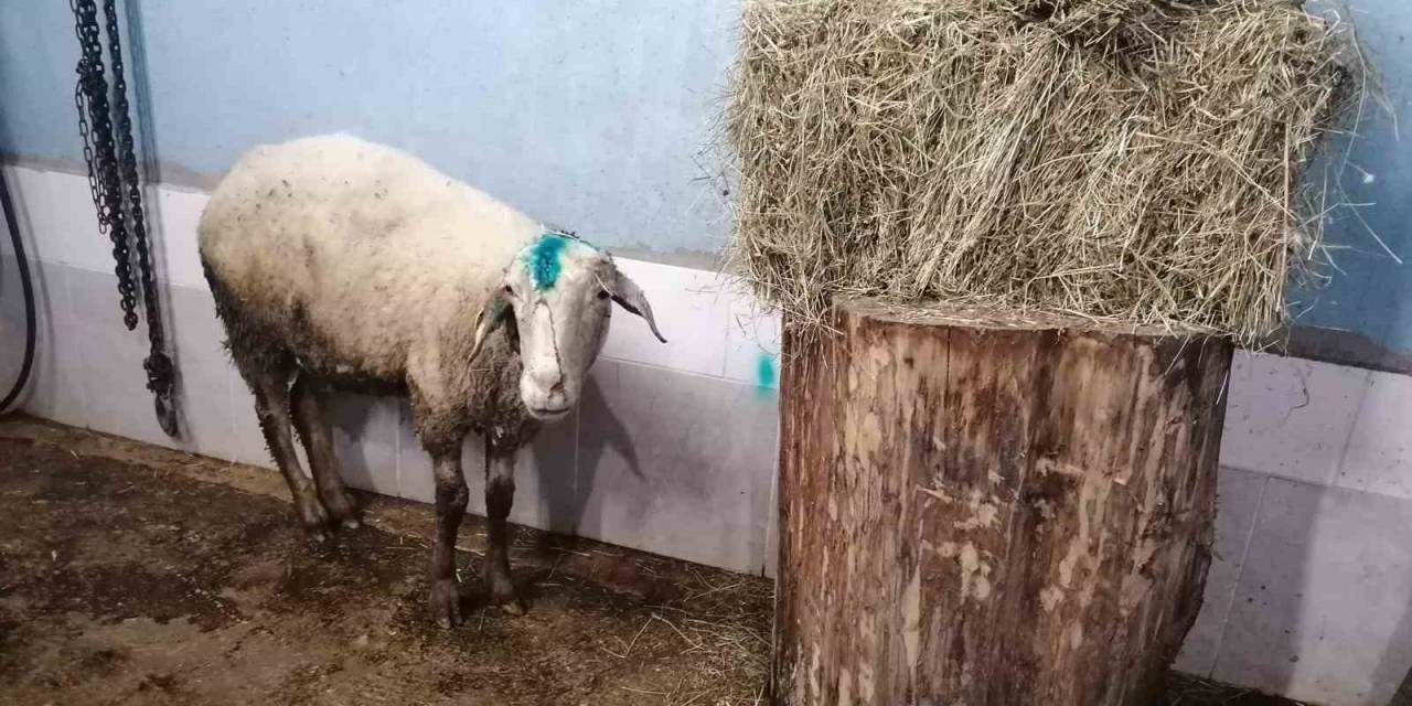 Kuzularını Kurtarmak İsterken Köpek Saldırısında Ölümden Dönen Koyun, Yeniden Yavrularına Kavuşturuldu