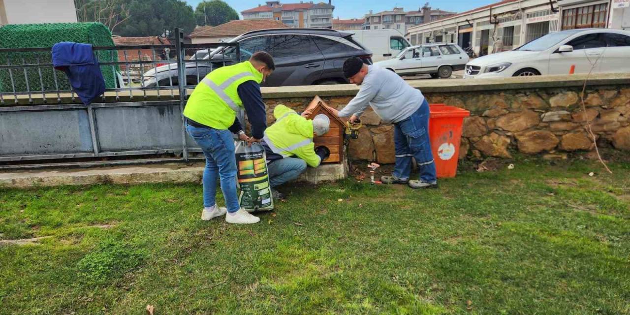 Gömeç’te Sokak Kedilerine, Kedi Evi