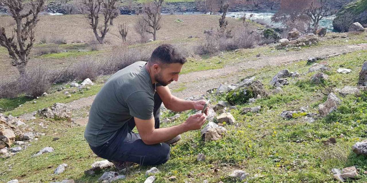 Baharın Müjdecisi Sardalya Çiçeği Kış Mevsiminde Açtı