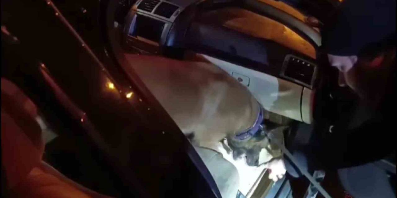 Baklava Kutusuna Gizlenen Uyuşturucu Hapları “Hulk” Buldu