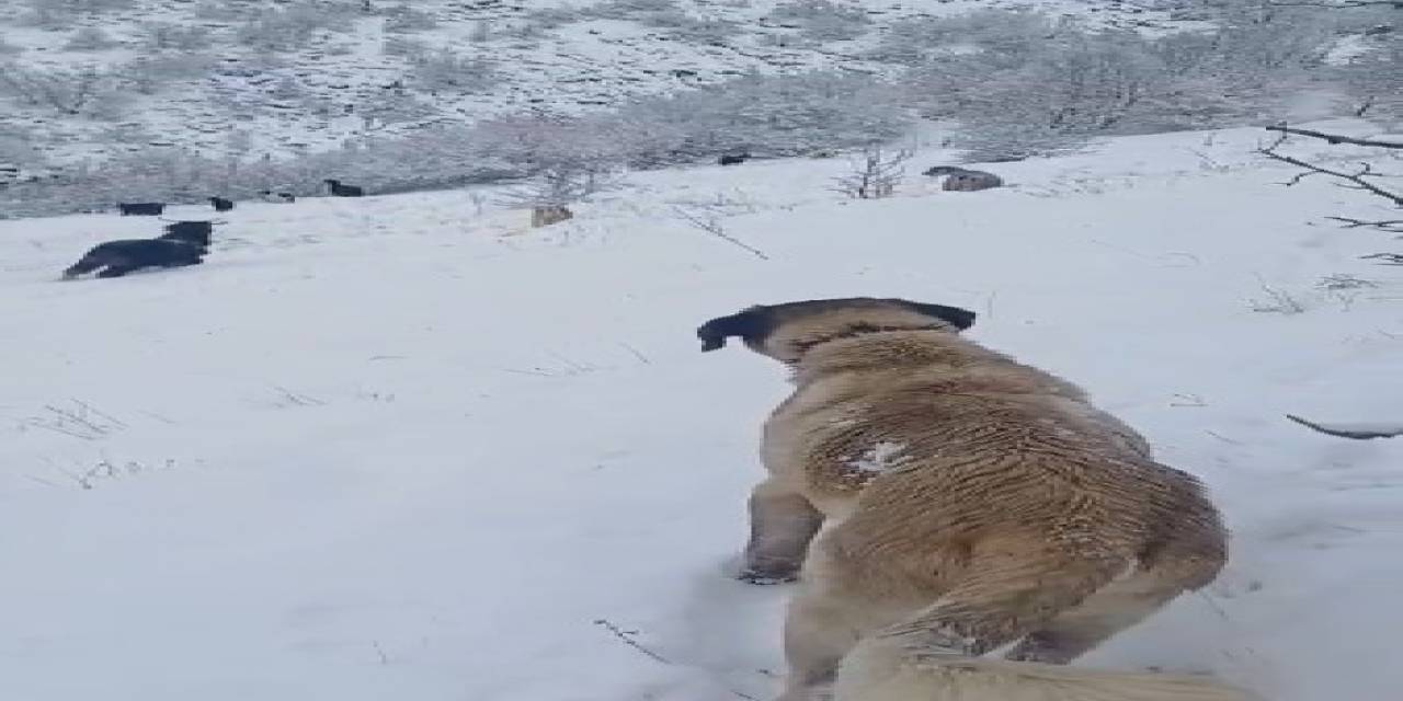 Tokatlı Çobanın Zorlu Kış Mesaisi