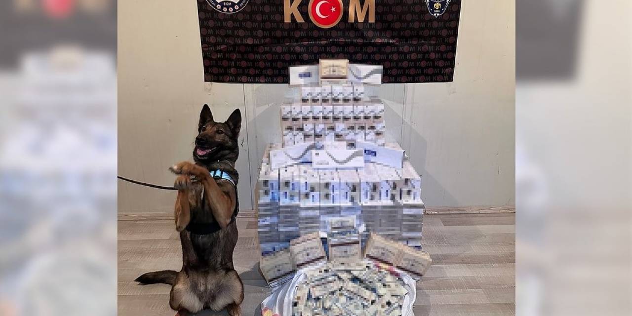 Sigara Kaçakçısı Hassas Burun “Hera”yı Geçemedi