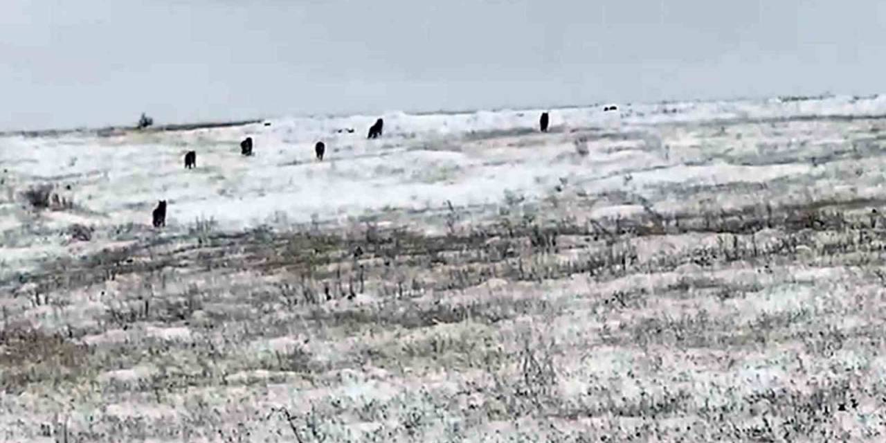 Köye İnen Kurt Sürüsü Korku Ve Paniğe Neden Oldu