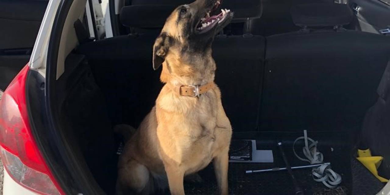 Kaybolan Köpeğini Bulana 10 Bin Lira Ödül Verecek