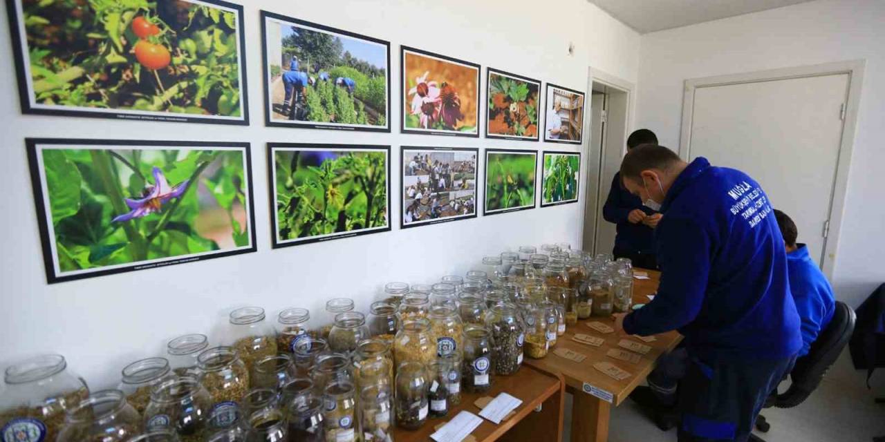 1 Milyon Yerel Tohumun Dağıtımına Başlıyor