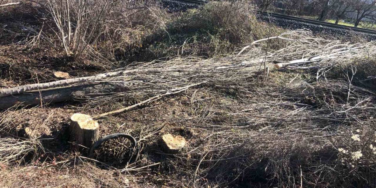 Kestiği Ağaç Üzerine Devrilen Adam Hayatını Kaybetti