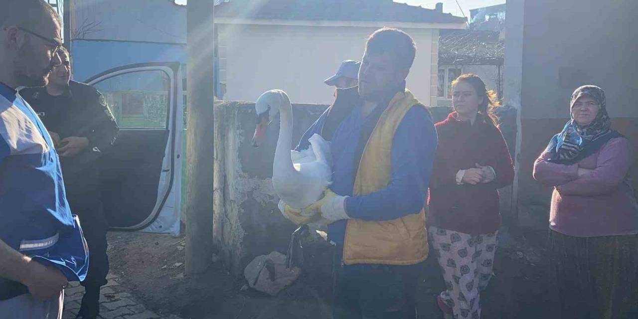 Yaralı Bulunan Peçeli Baykuş Ve Kuğu Jandarma Tarafından Koruma Altına Alındı