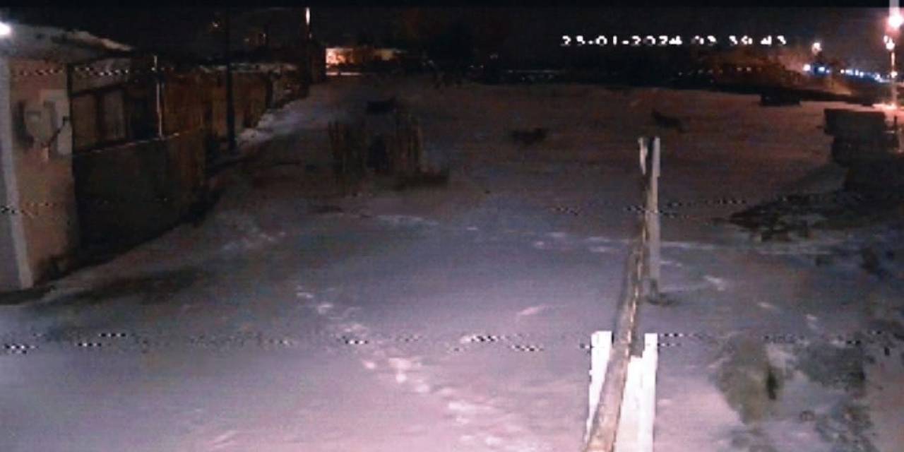Şehre İnen Aç Kurtlar Köpeğe Saldırdı
