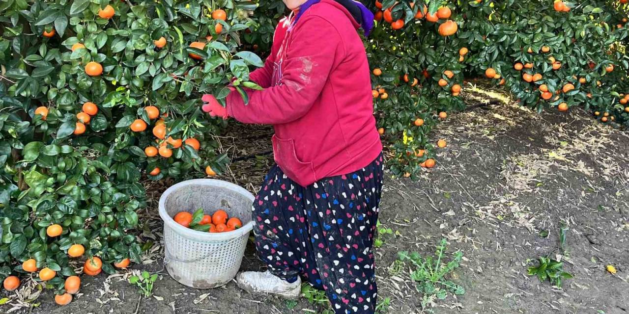 Adana Mandalinası Dünya Mutfağını Süslüyor