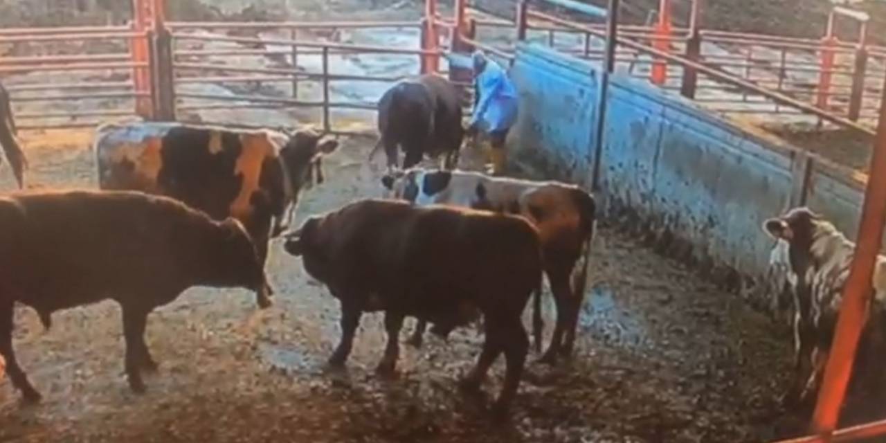 Boğanın Besiciye Saldırdığı Anlar Kamerada