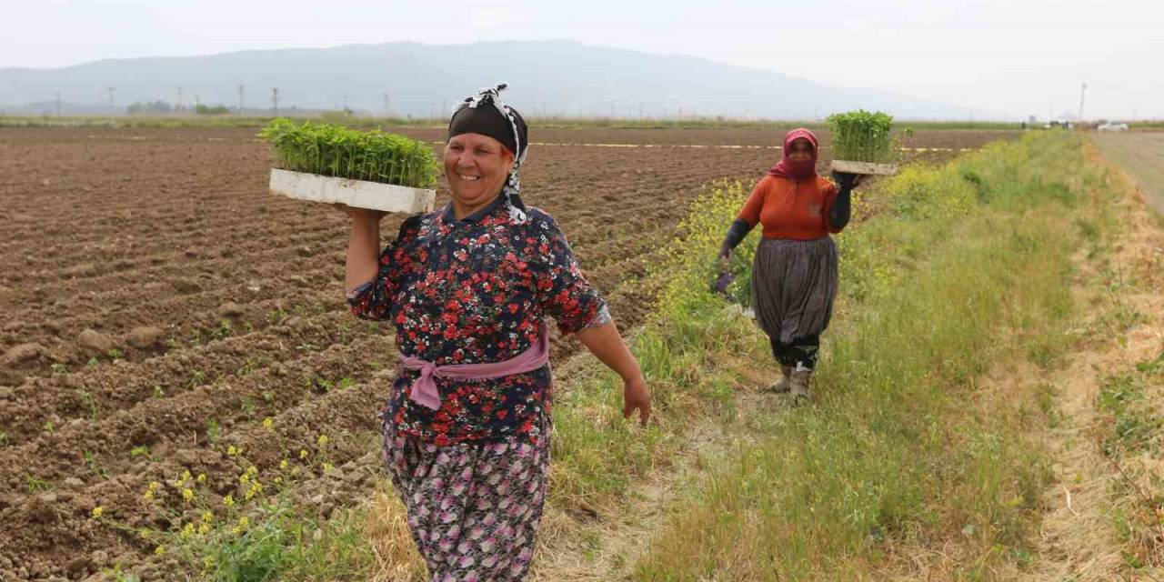 Efeler’de ’yüzde Yüz Kadın Emeği Tarımsal Ürün Fabrikası’ Türkiye’ye Örnek Oluyor