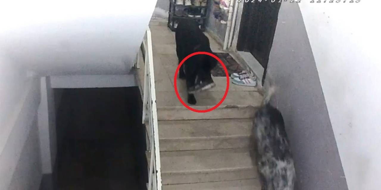 Sinop’ta Gülümseten Olay: Apartmana Giren Köpekler Misafirin Ayakkabısını Çaldı