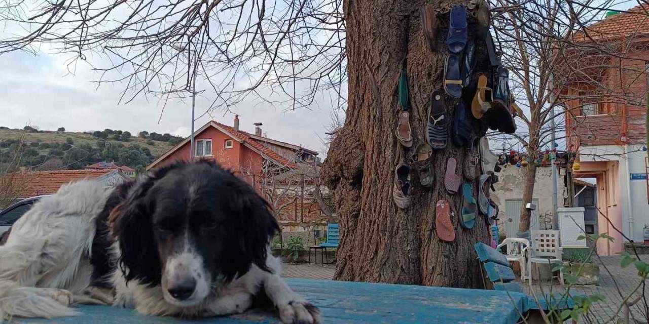 Ayakkabısı Kaybolan Bu Ağaca Koşuyor