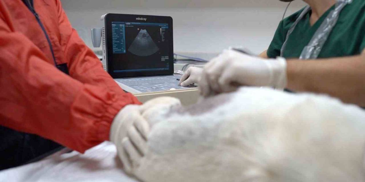 Bandırma Belediyesi Patili Dostların Yanında