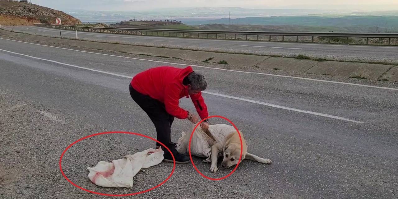 Vicdansızlığın Böylesi: Torba İçine Koyulan Köpek Ölüme Terk Edildi