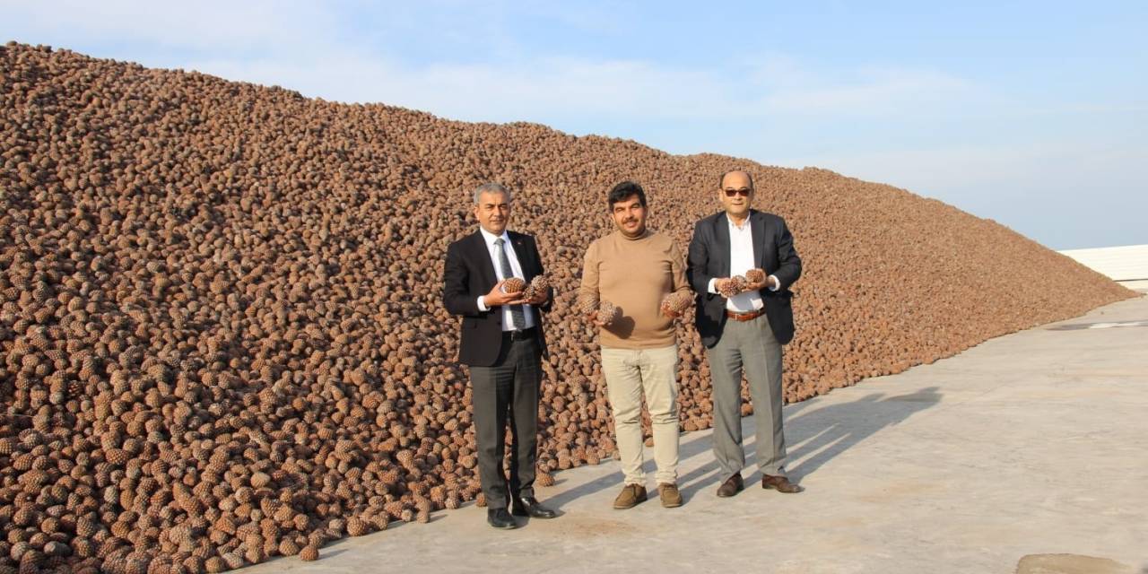 Koçarlı Türkiye’nin Künar Deposu Haline Geldi