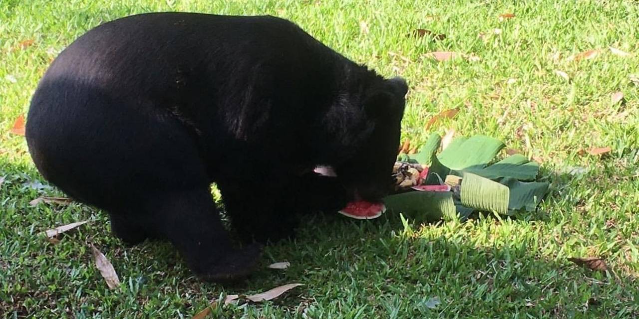 Ayı Saldırısından Kurtulmak İçin Kendi Kolunu Kesti