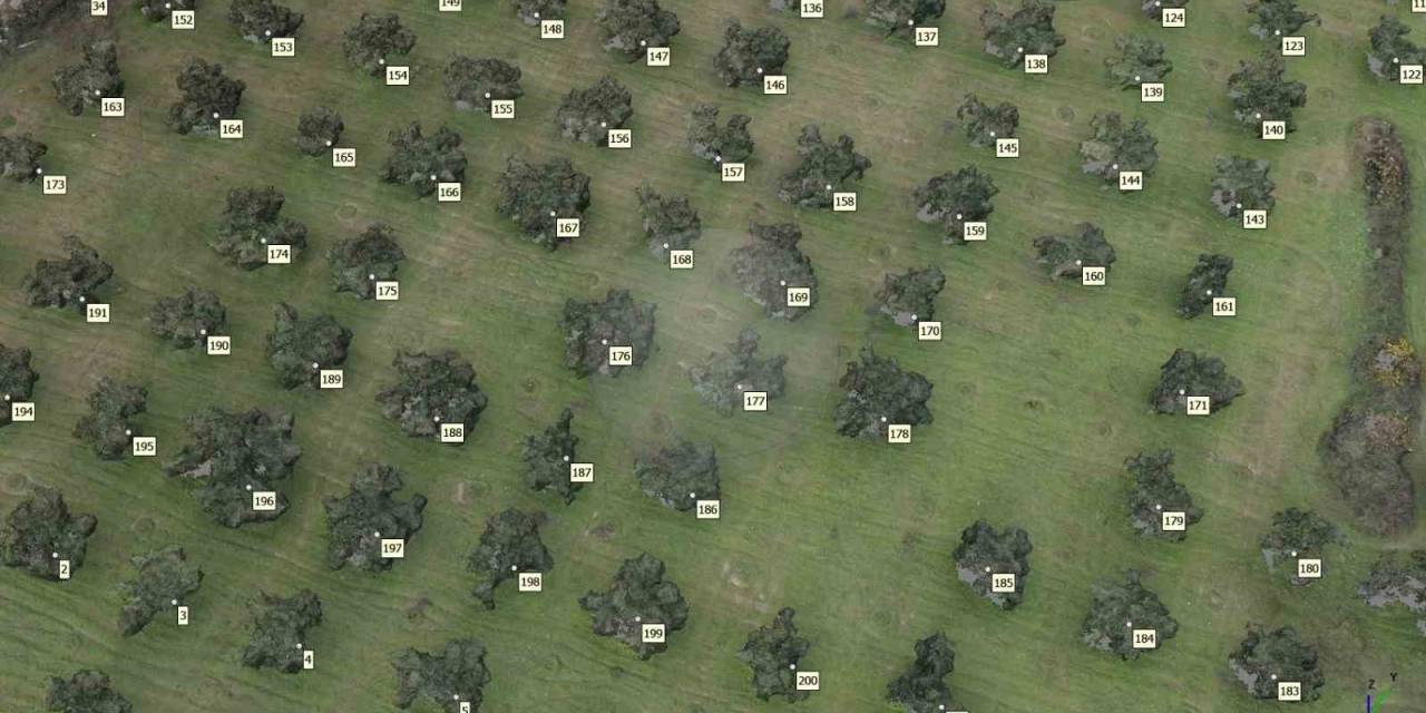 Ecdat Emaneti Zeytinliklerin Sayımları Yapılarak Koruma Altına Alınıyor