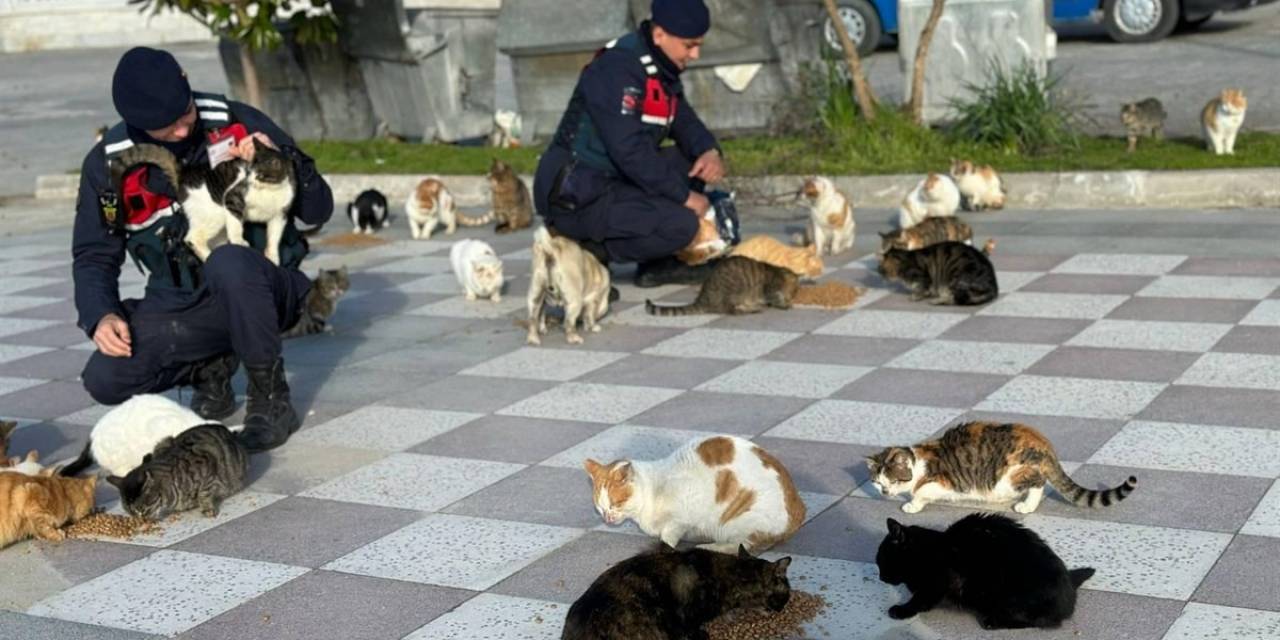 Balıkesir’de Jandarmadan Sokak Hayvanlarına Mama