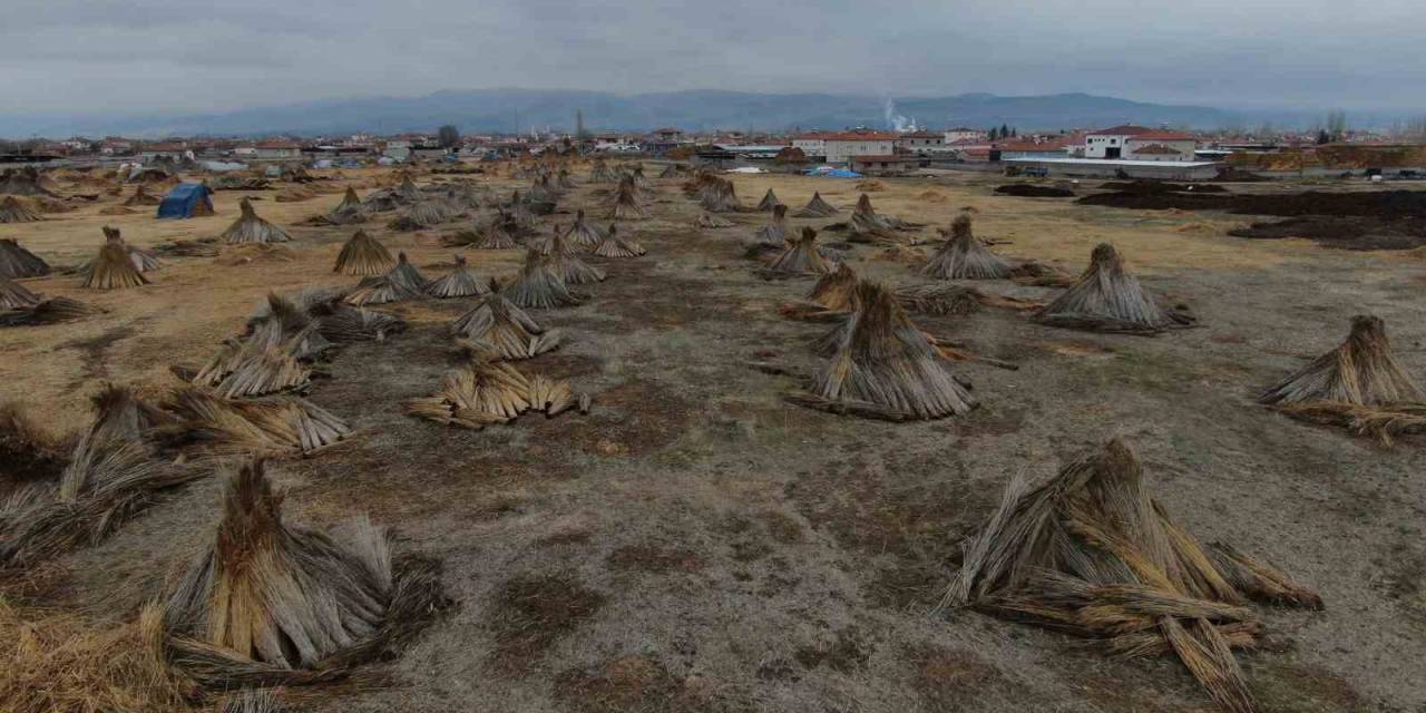 Beklenen Yağış Olmadı, Kamış Alanları Yarı Yarıya Azaldı
