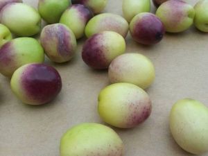 Zeytin Fiyatları İkiye Katladı