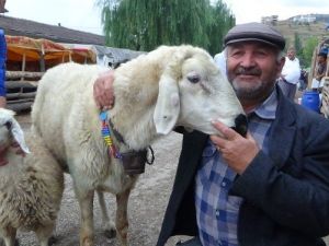 Tokat’ta 120 Kiloluk Koç Kesilmekten Kurtuldu