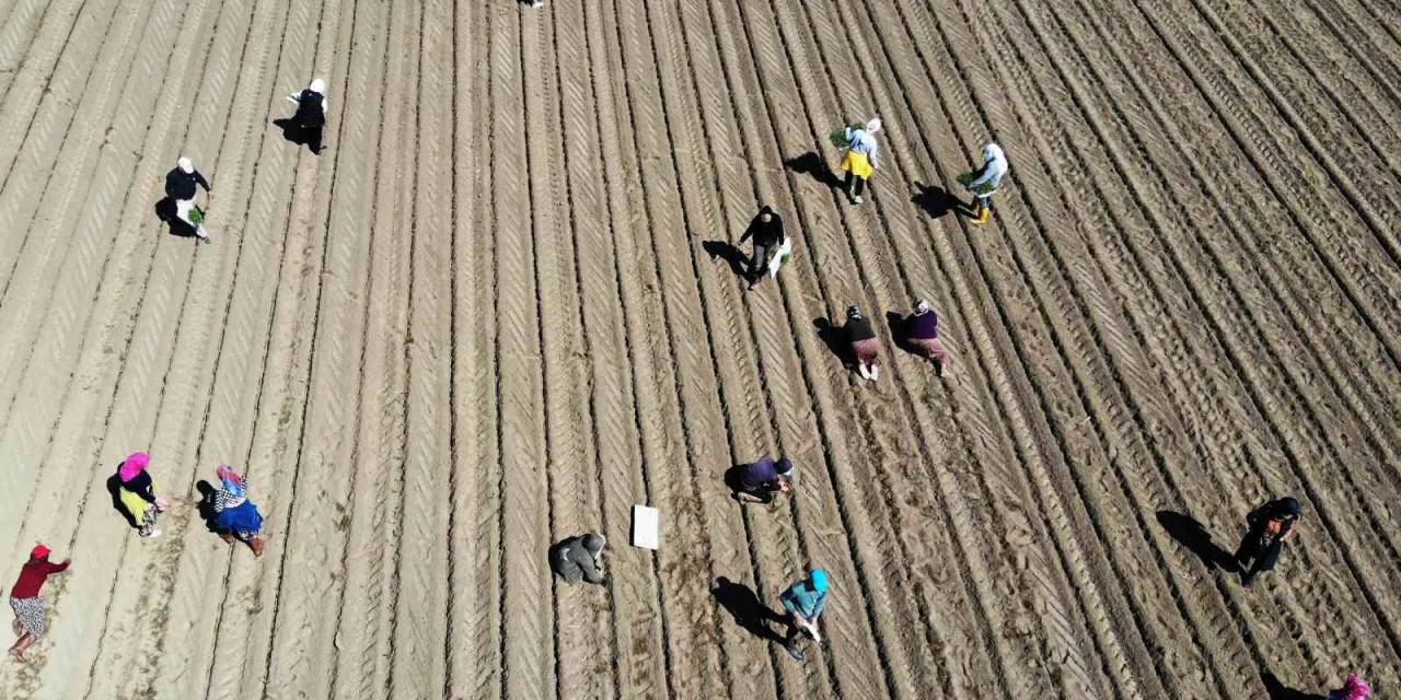 Çiftçilerin Destek Ödemeleri Başladı