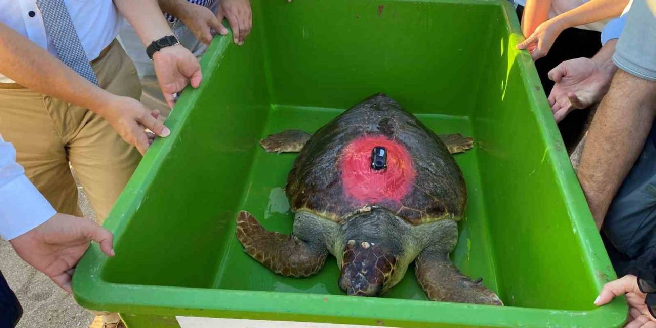 Caretta Caretta ‘Lara Barış’ 1,5 Yılda 4 Bin Kilometre Yol Kat Etti