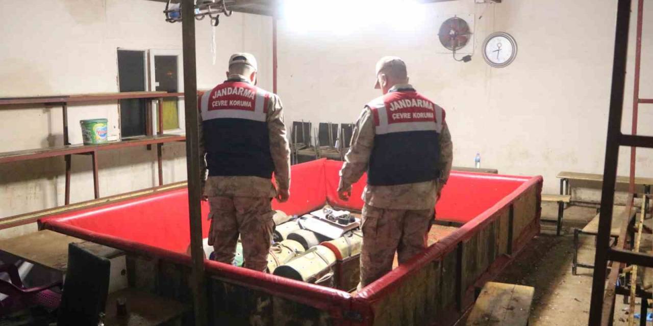 Horoz Dövüşüne Jandarma Baskını