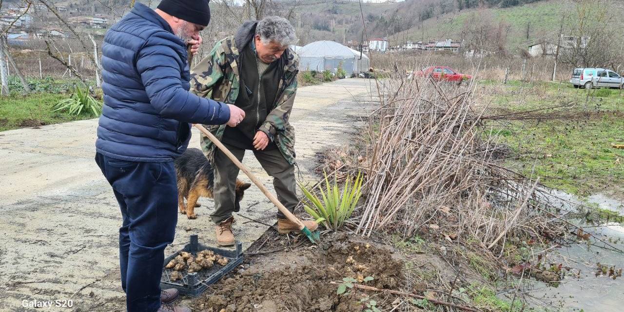 Toprak Altında Yetişen Yer Elmasının Hasadı Başladı