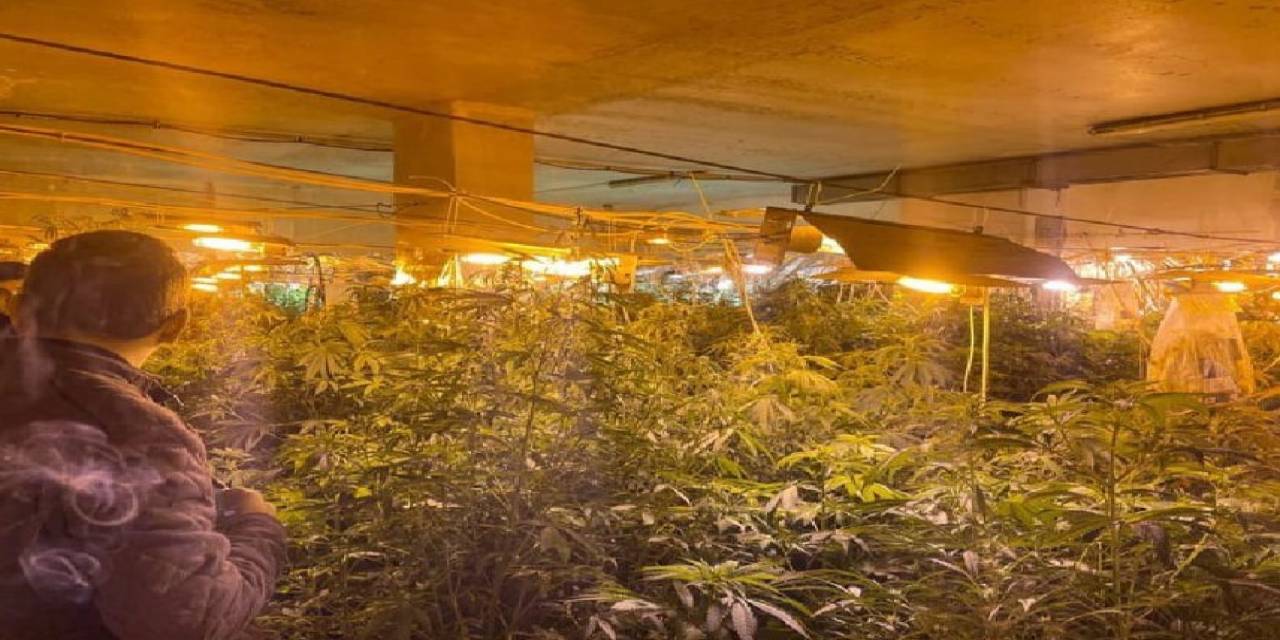 Kullanılmayan İş Yerinde 500 Kök Hint Keneviri Ele Geçirildi