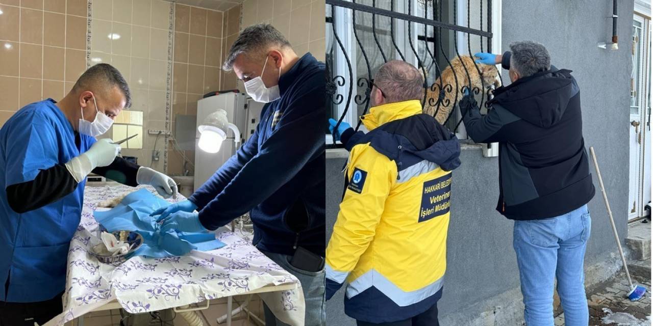 Hakkari’de Sahipsiz Kediler Tedavi Altına Alındı