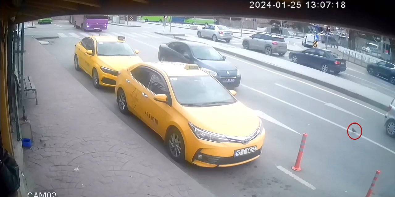 İlginç Kaza: Yaya Geçidinden Yürüyerek Karşıya Geçen Güvercine Otomobil Çarptı