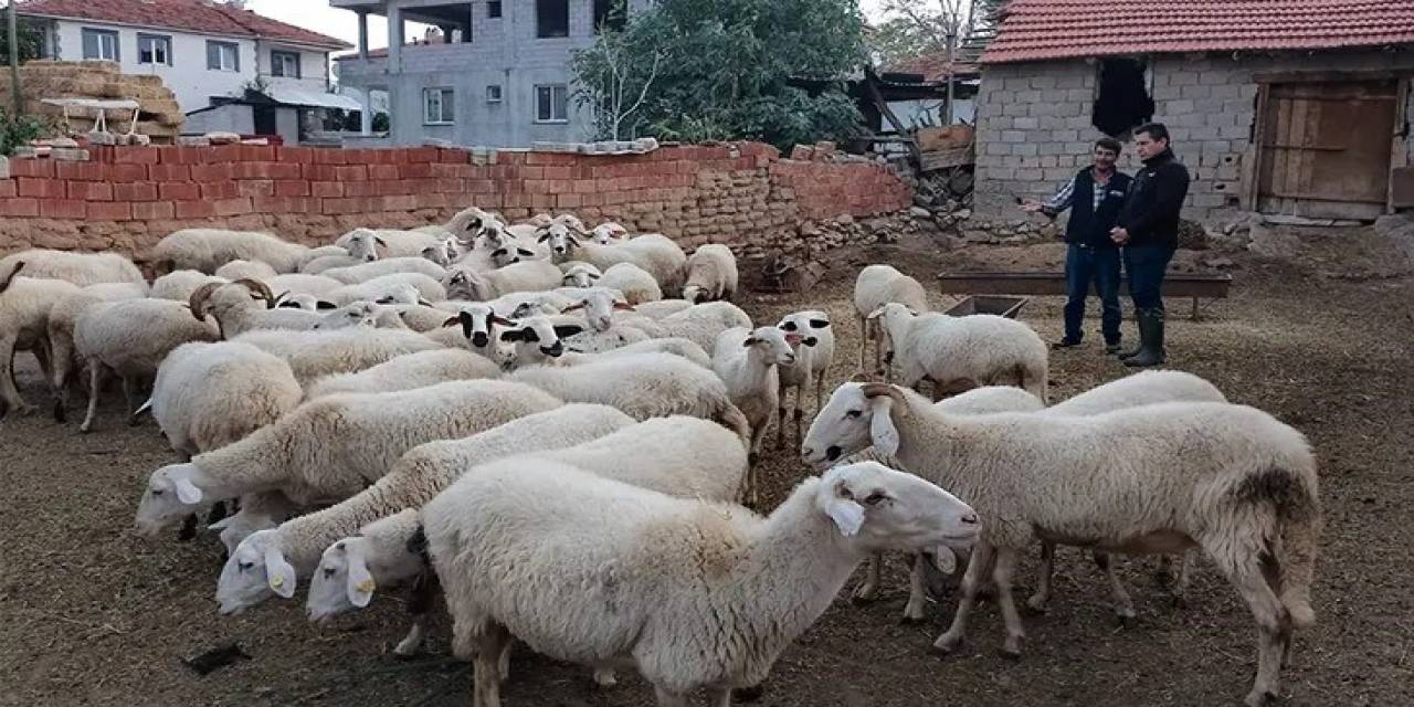 Acıpayam’ın 11 Mahallesi Çiçek Karantinasına Alındı