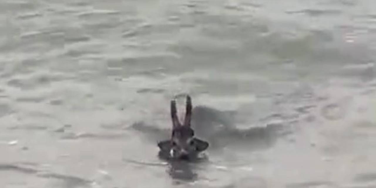 Denize Düşen Karacayı Vatandaşlar Kurtardı