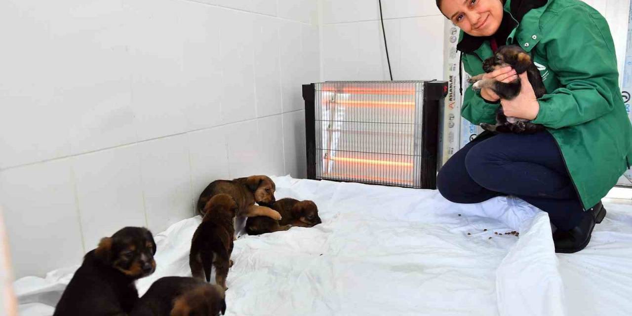 Mersin’de Patili Dostlar Güvende