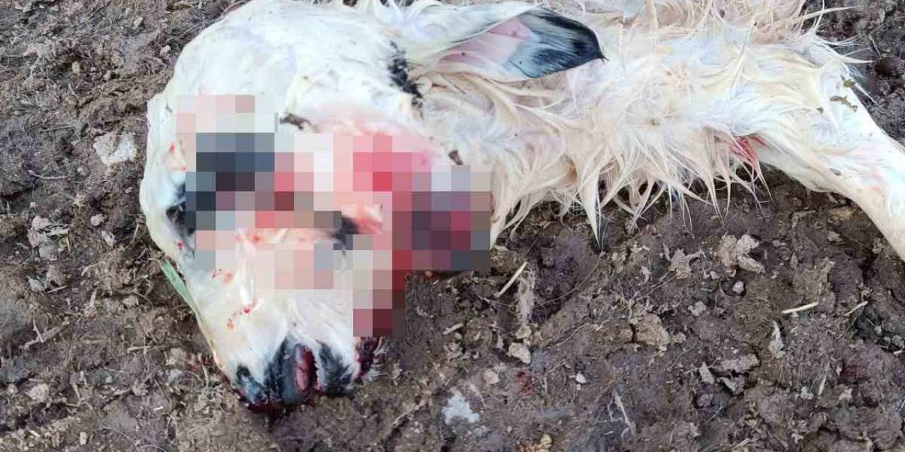 Tunceli’de Çift Başlı Kuzu Dünyaya Geldi