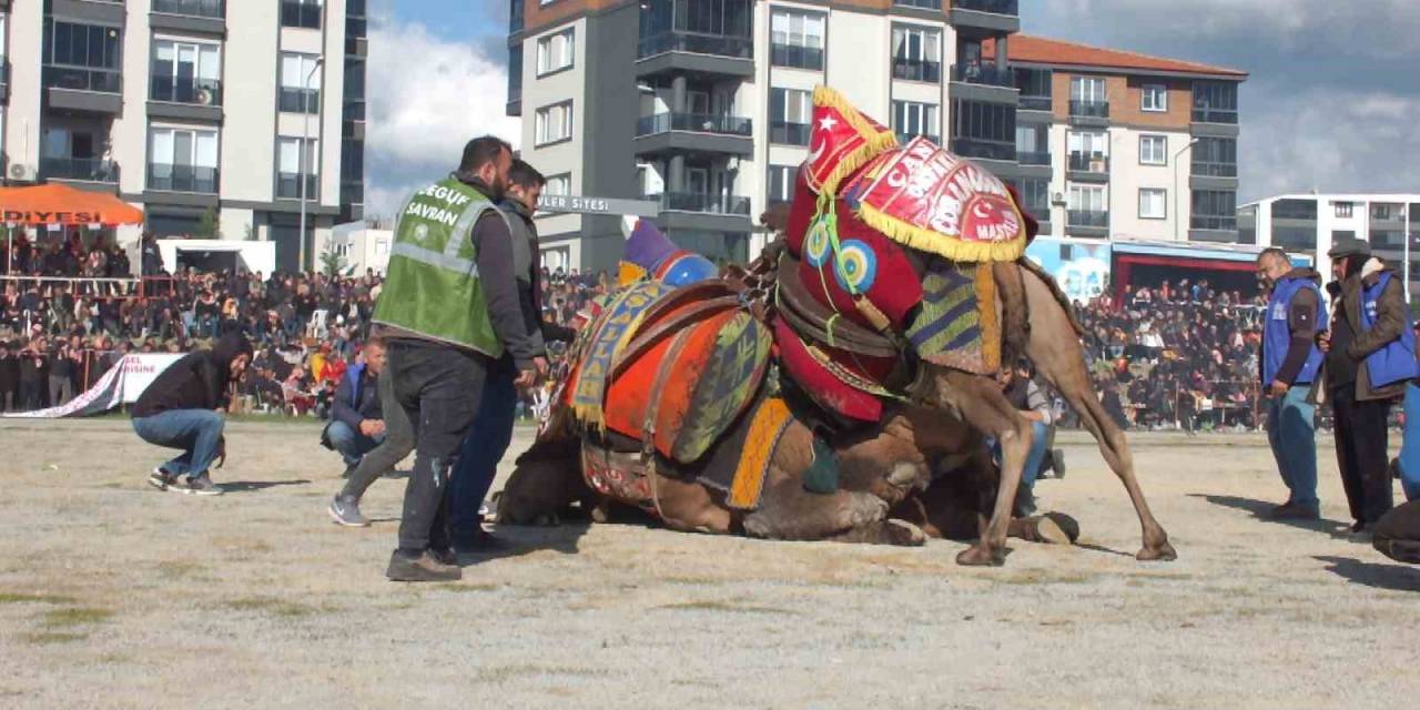 16 Yıldan Beri Deve Güreşlerini Fotoğraflıyor