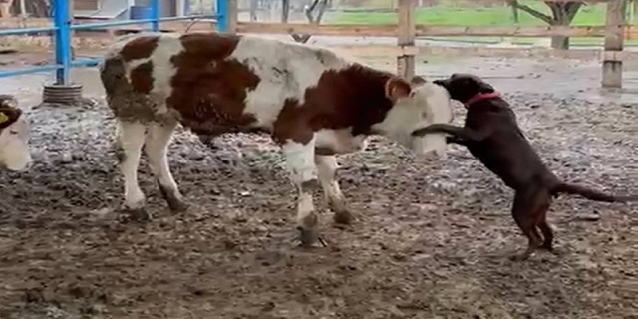 Köpek Çiko, Danaya Kafa Tuttu