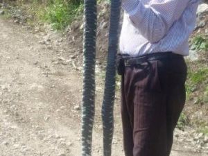Ordu’da Büyük Yılan Arttı