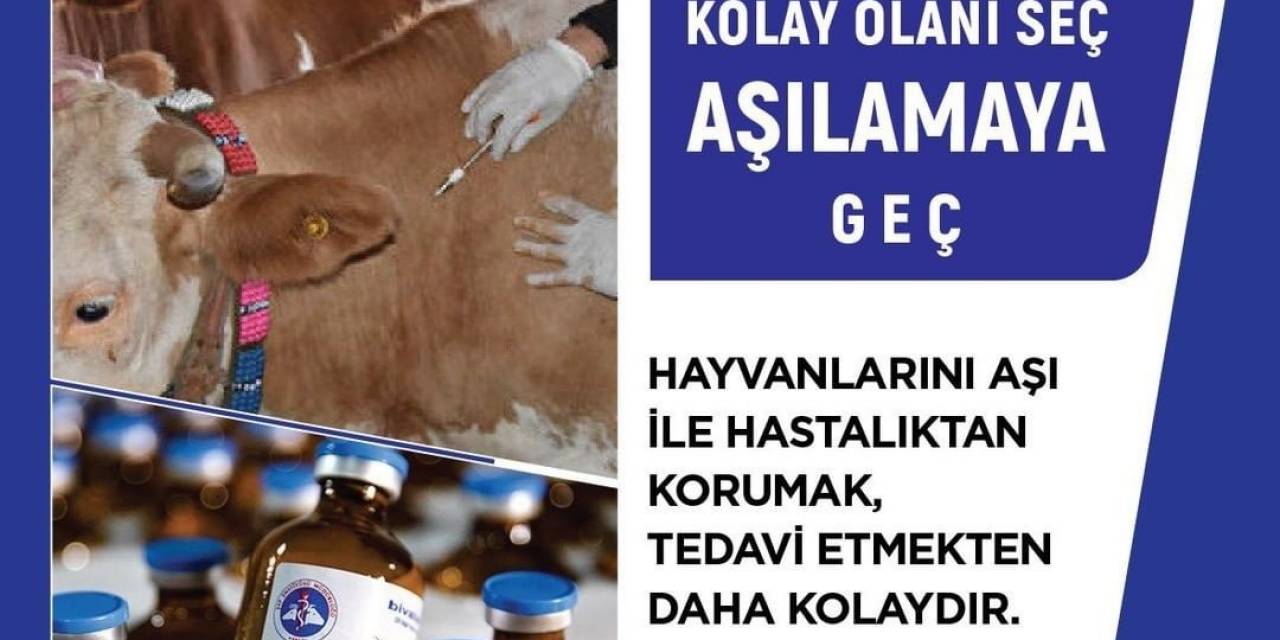 Uşak Tarım Ve Orman Müdürlüğü’nden Şap Aşısı Uyarısı