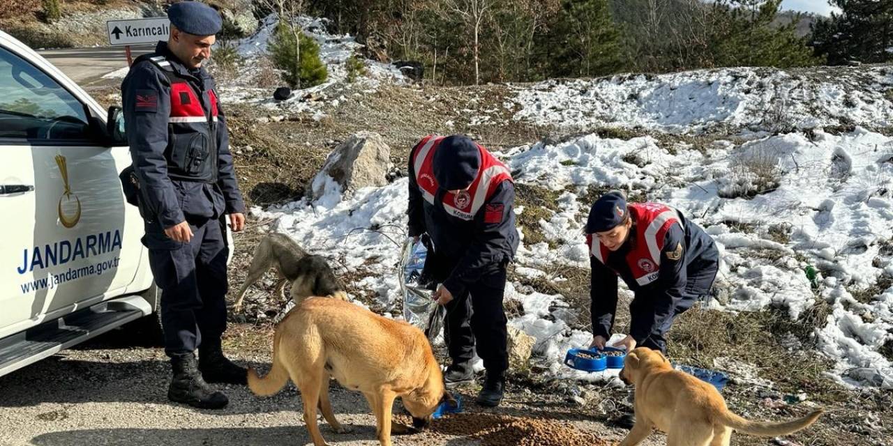Jandarma, Zorlu Kış Şartlarında Sokak Hayvanlarını Unutmadı