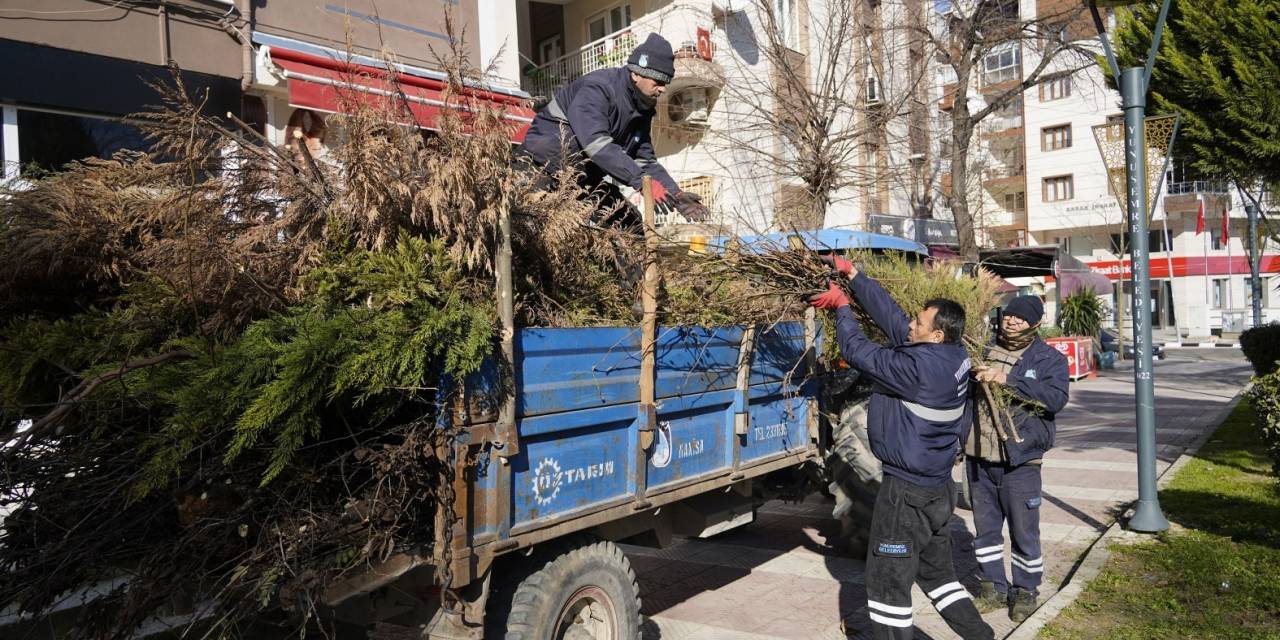 Yunusemre’de Budanan Ağaçlar İhtiyaç Sahiplerinin Evlerini Isıtıyor