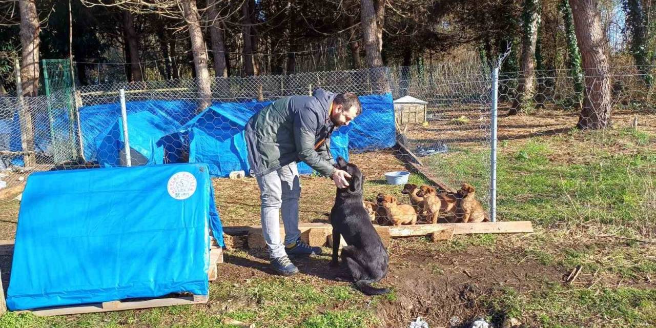 Ünye’de Sokak Hayvanlarına Barınak Ve Mama Desteği
