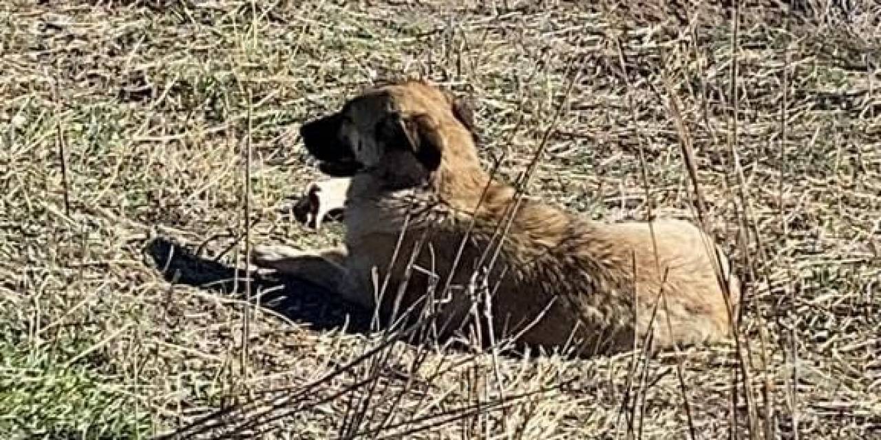 Ahıra Giren Başıboş Köpekler 11 Büyükbaş Hayvanı Telef Etti