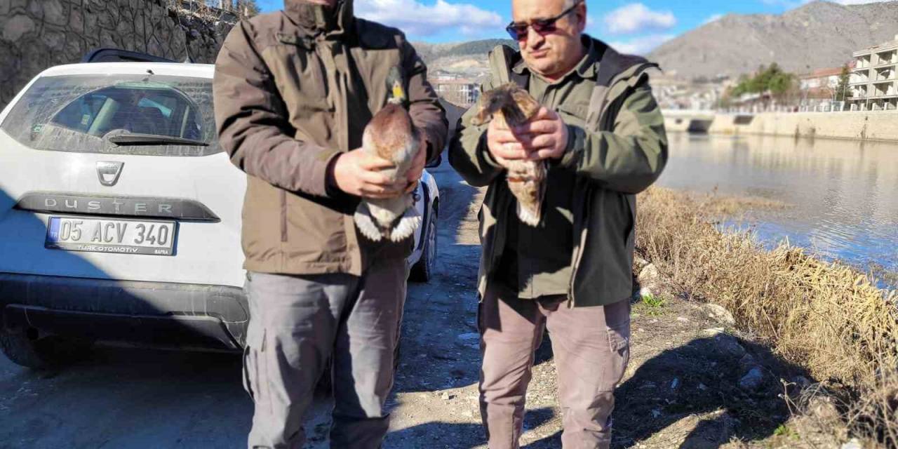 Amasya’da Evinde 9 Yaban Hayvanı Bulunan Şahsa 55 Bin Tl Ceza