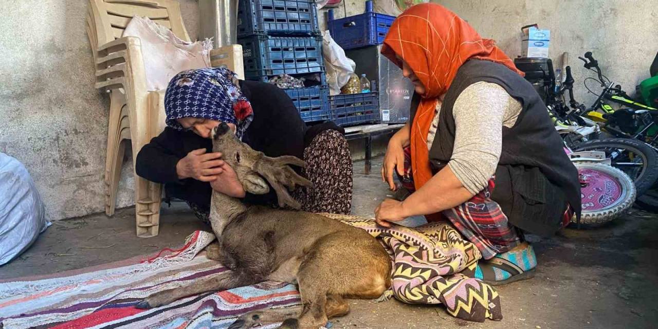 Köpeklerin Saldırdığı Karacaya Aile Şefkati