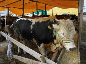 Kurban Pazarının Gözdesi Deve Ve Vezir İsimli 1 Tonluk Boğa