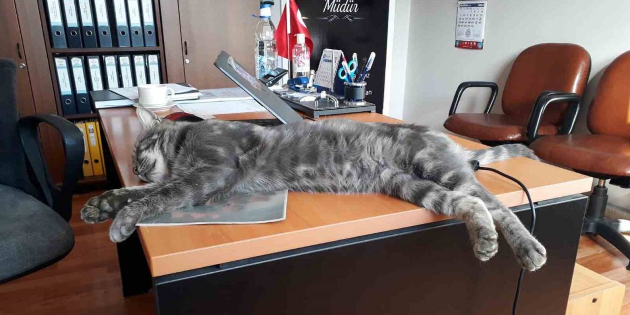 Hayvan Sevgisini Çocuklara Aşılıyorlar