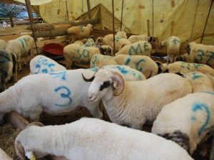 Tokat’ta Küçükbaş Kurbanlığa Rağbet